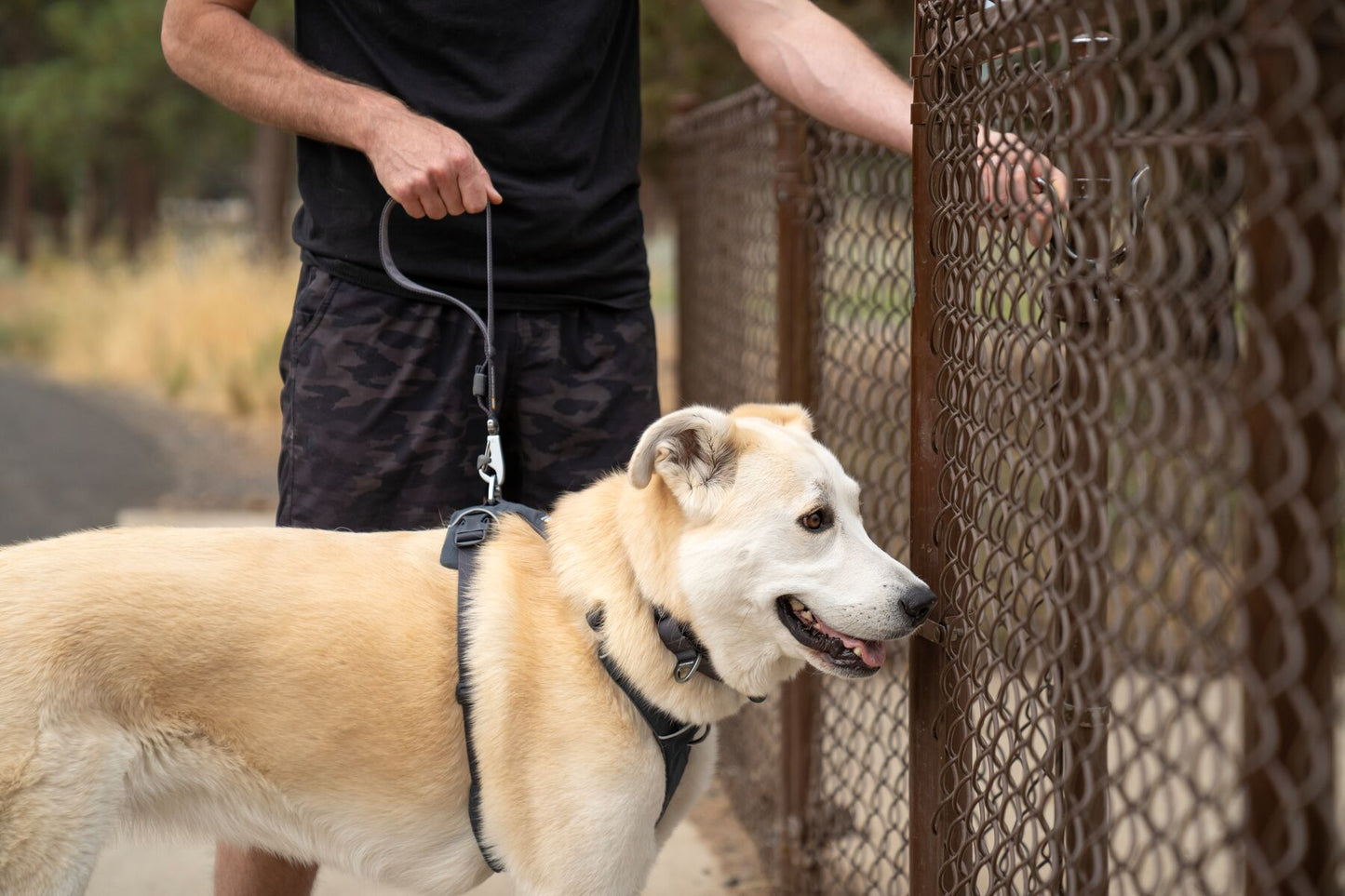 Lifestyle image for the Front Range Short Lead in Basalt Grey, clipped to a dog harness as the dog looks through a fence.