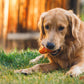 Lifestyle image of the Gnawt-a-Cone, with a golden dog holding the toy in their mouth while laying on some grass.