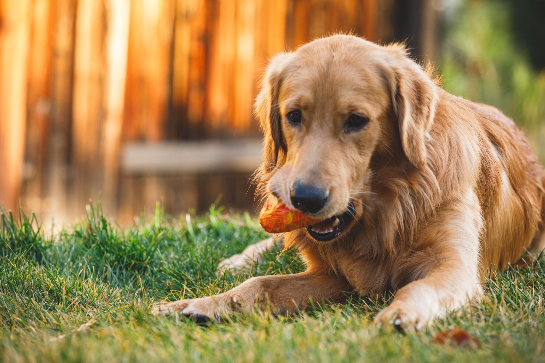 Lifestyle image of the Gnawt-a-Cone, with a golden dog holding the toy in their mouth while laying on some grass.
