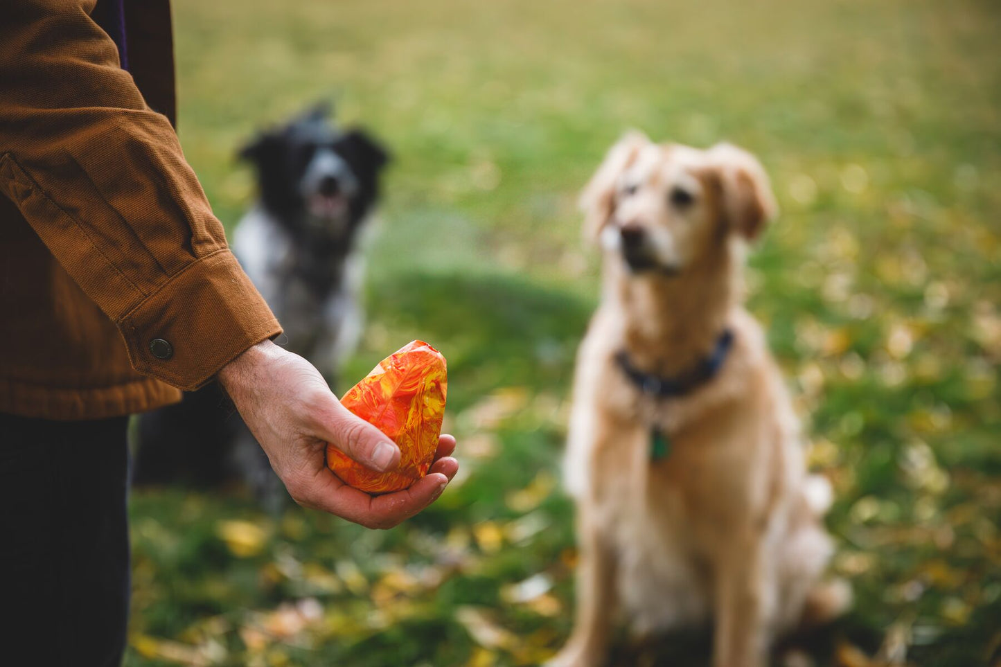 Lifestyle image of the Gnawt-a-Cone, with a person holding a Gnawt-a-Cone with two dogs looking at the toy.