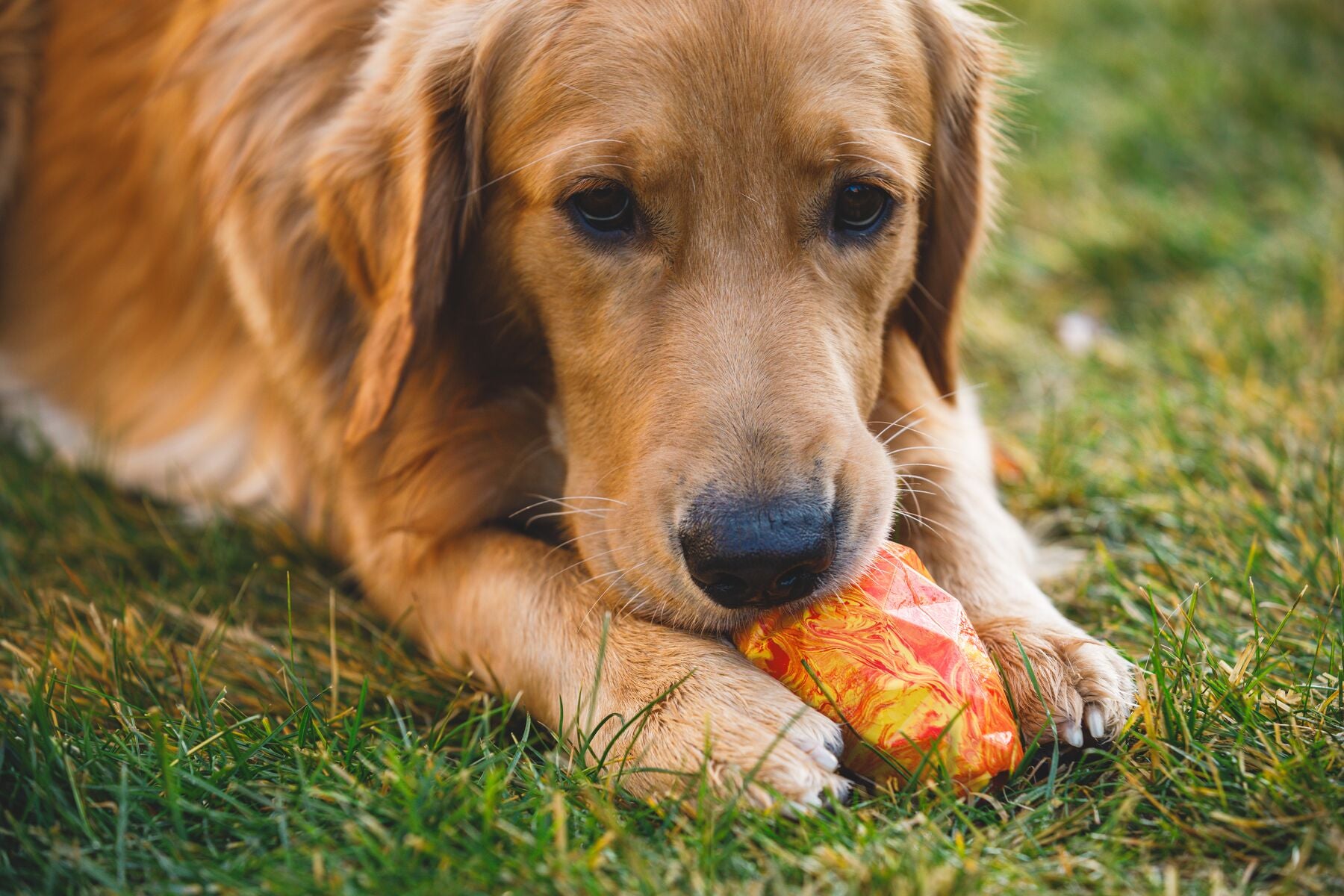 Lifestyle image of the Gnawt-a-Cone, with a golden dog holding the toy between their paws on some grass.