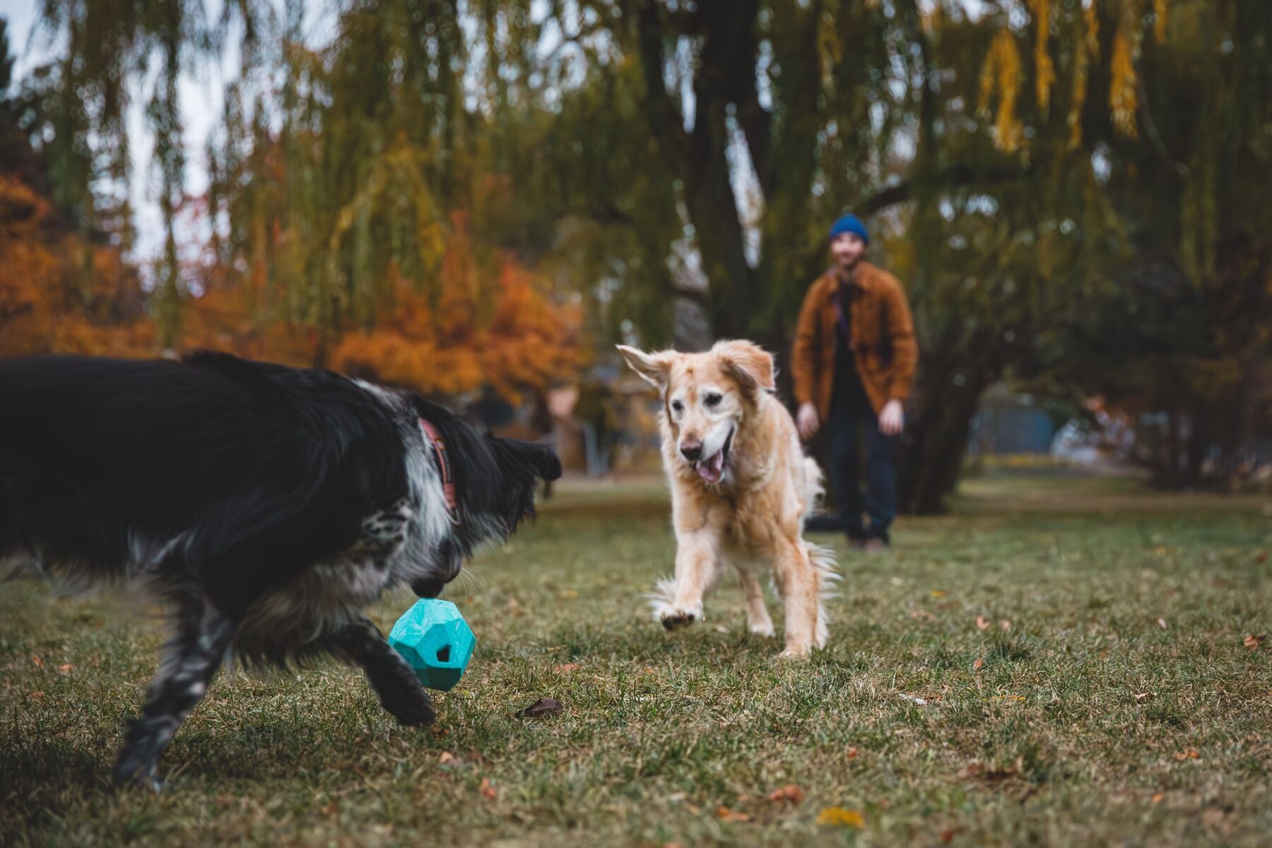 Lifestyle image of the Gnawt-a-Rock in Purple Orchid, with two dogs playing with the toy and their owner watching in the background.