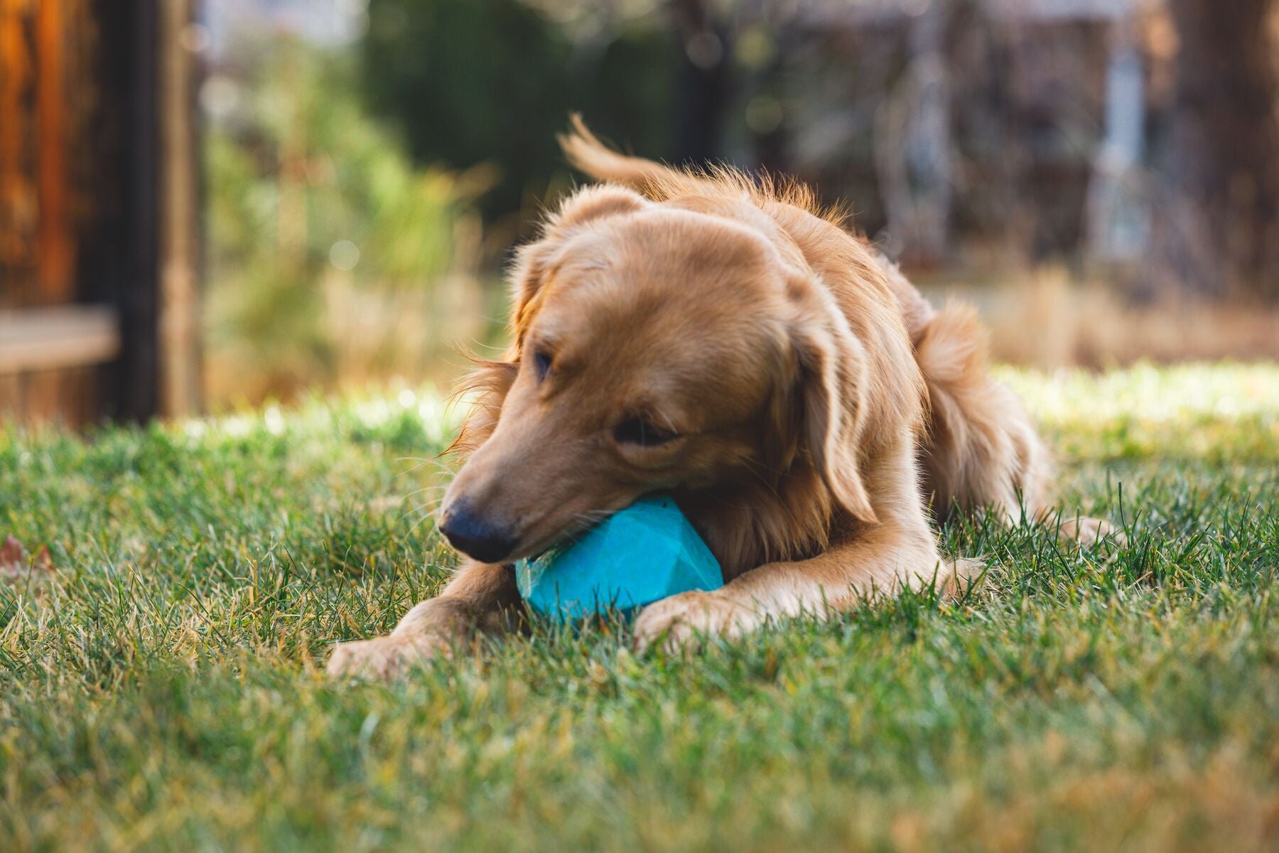 Lifestyle image of the Gnawt-a-Rock, with a dog mouthing the toy while laying down on a grassy field.