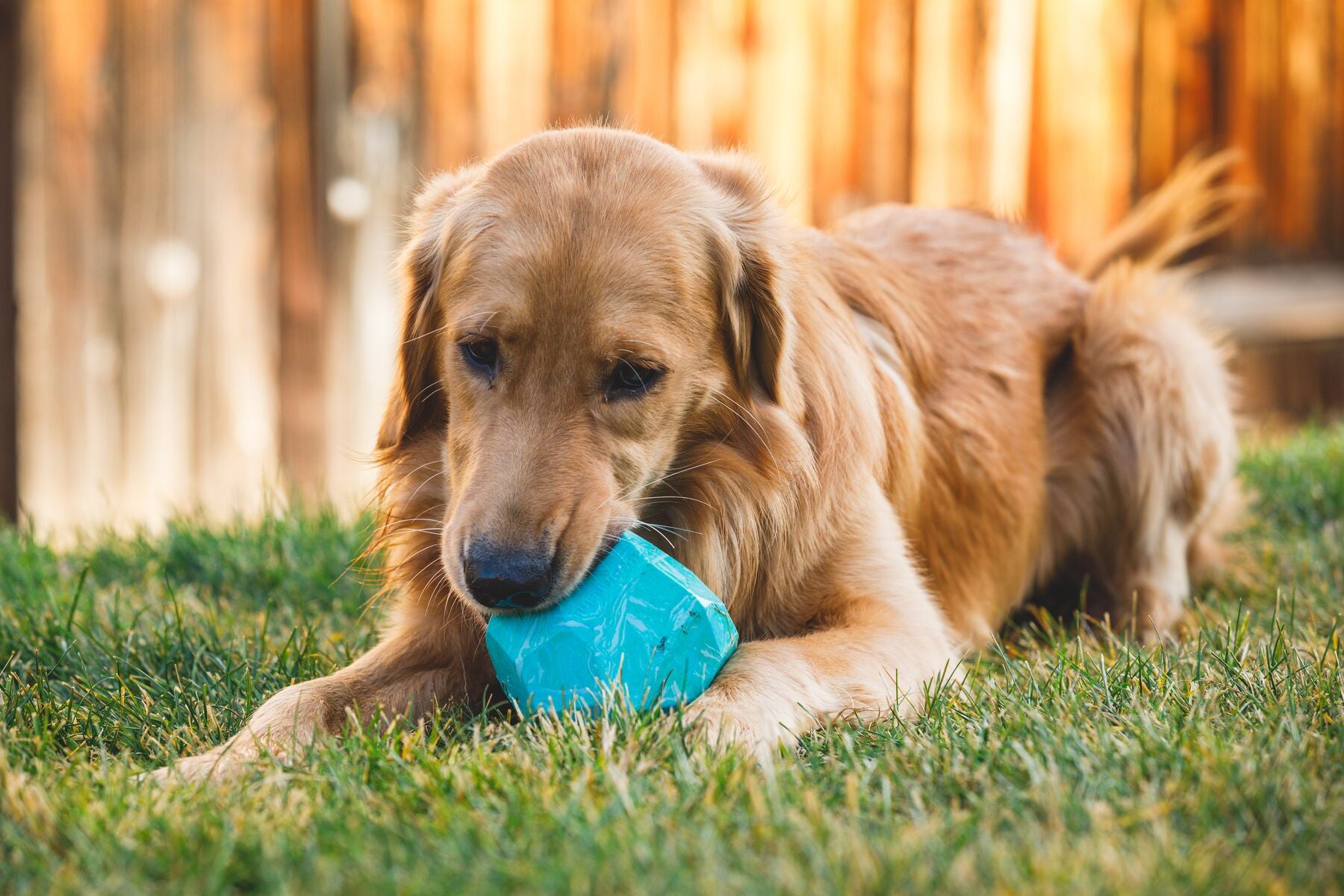 Lifestyle image of the Gnawt-a-Rock, with a dog mouthing the toy while laying down on a grassy field.