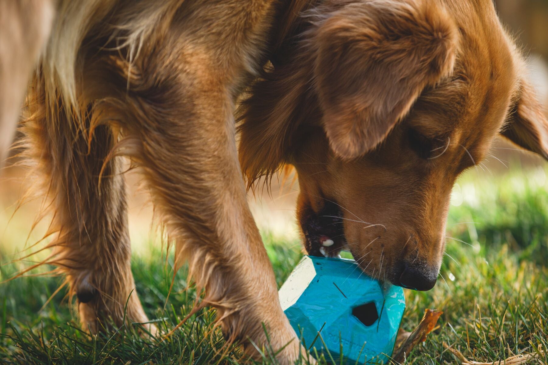 Lifestyle image of the Gnawt-a-Rock, with a dog standing over the toy and mouthing it.