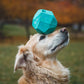 Lifestyle image of the Gnawt-a-Rock, a dog toy, balanced on the head of an obedient dog.