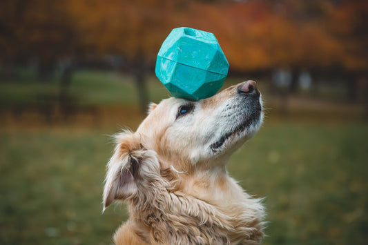 Lifestyle image of the Gnawt-a-Rock, a dog toy, balanced on the head of an obedient dog.
