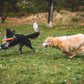Lifestyle image of two dogs playing with a Gnawt-a-Stick, chasing eachother through a grassy field.
