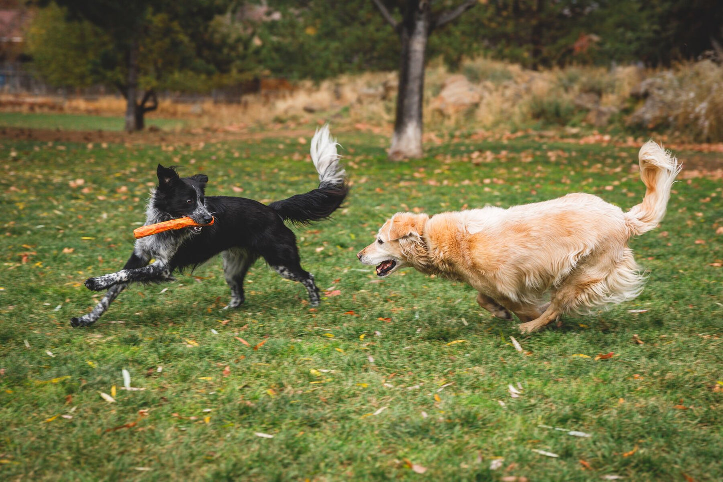 Lifestyle image of two dogs playing with a Gnawt-a-Stick, chasing eachother through a grassy field.