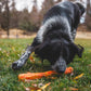 Lifestyle image of a black and white dog picking up a Gnawt-a-Stick, in a grassy field. 