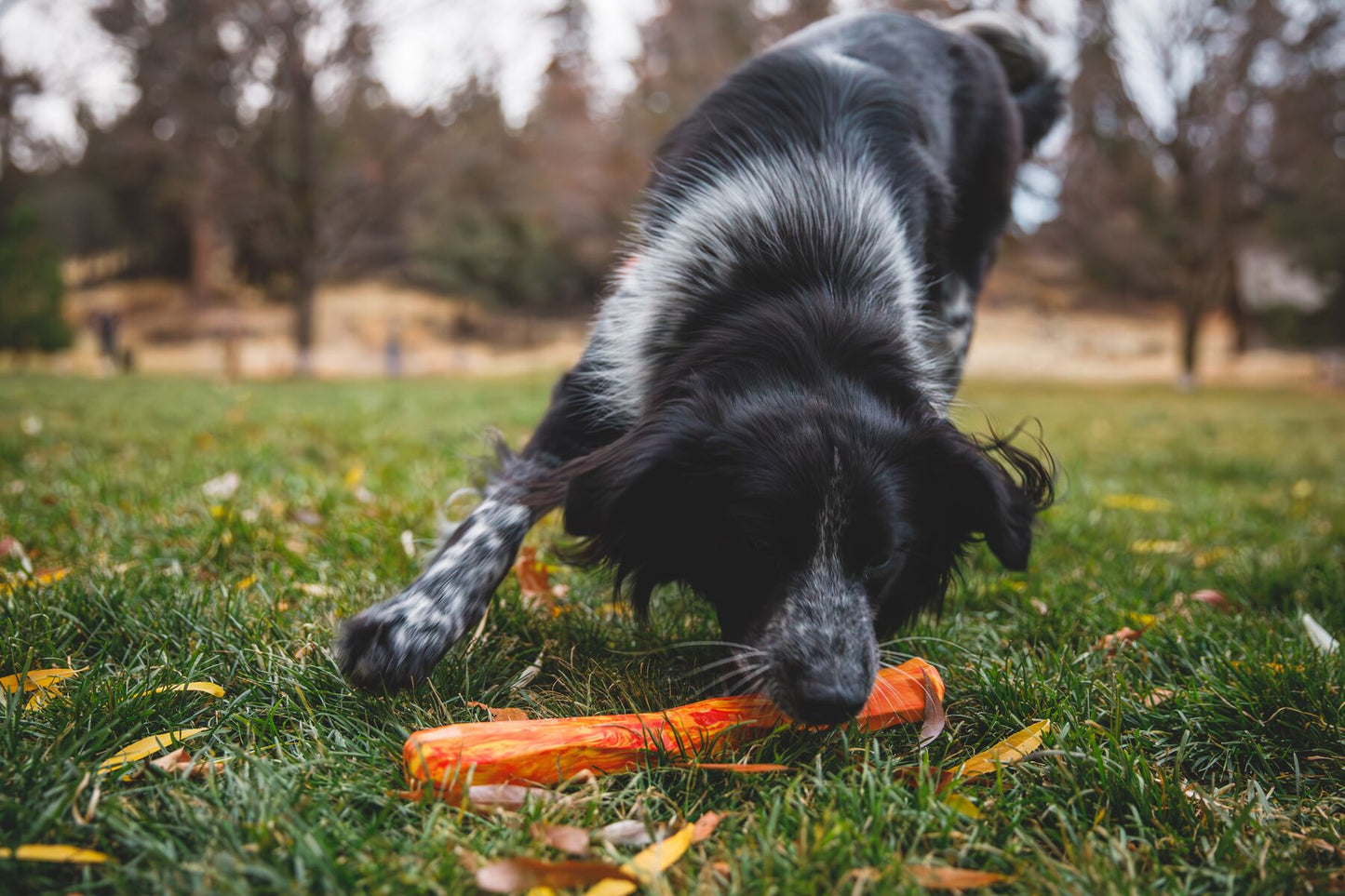 Lifestyle image of a black and white dog picking up a Gnawt-a-Stick, in a grassy field. 