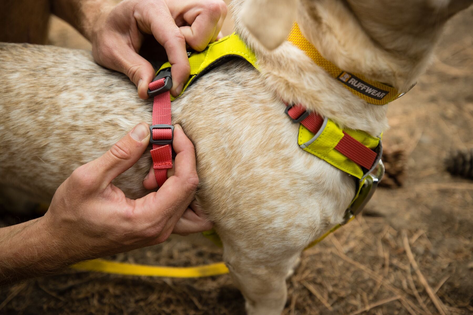 Lifestyle image of the Hi & Light Harness, being adjusted on the back of a dog.