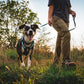 Lifestyle image of the Hi & Light Harness, with a happy dog walking alongside an owner with their tongue out.