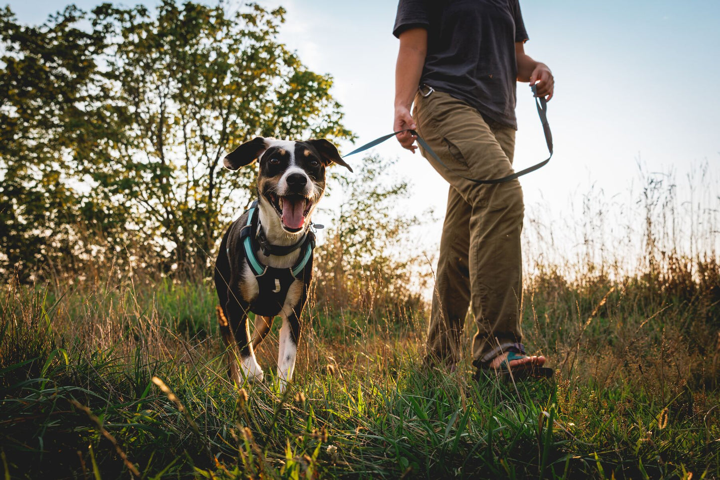 Lifestyle image of the Hi & Light Harness, with a happy dog walking alongside an owner with their tongue out.