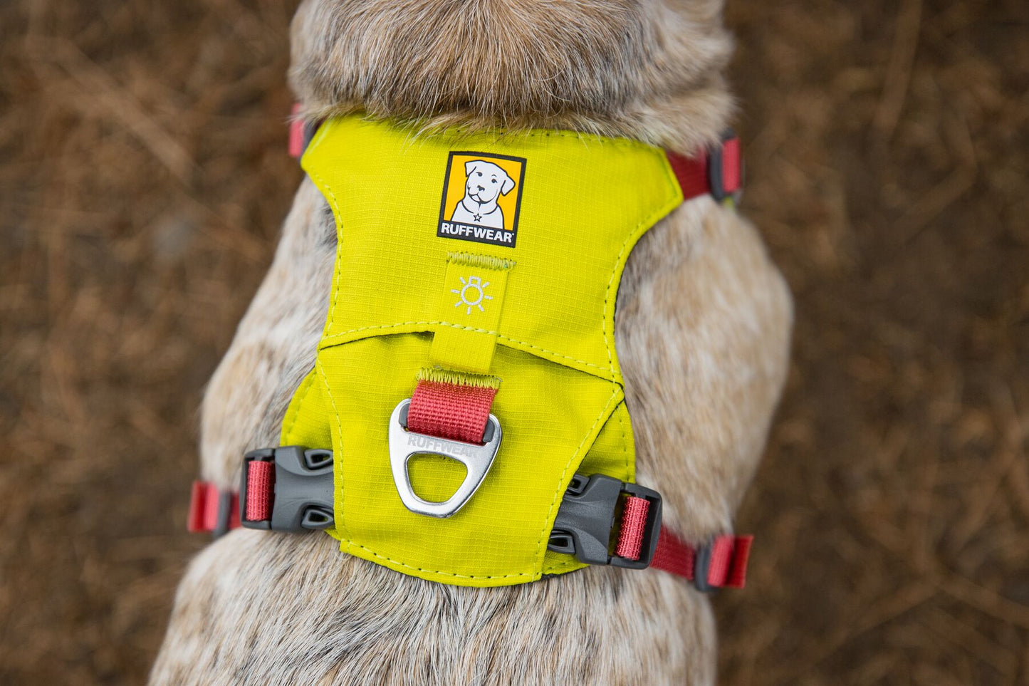 Lifestyle image of the Hi & Light Harness, worn on the back of a dog.