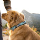Ruffwear - Web Reaction Martingale Collar