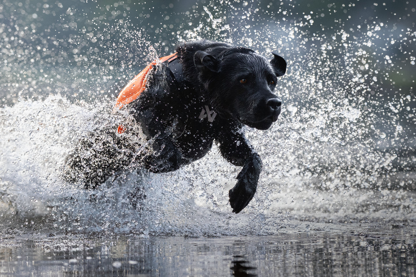 Non-stop - Protector Neoprene Vest