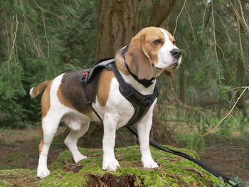 Harnesses