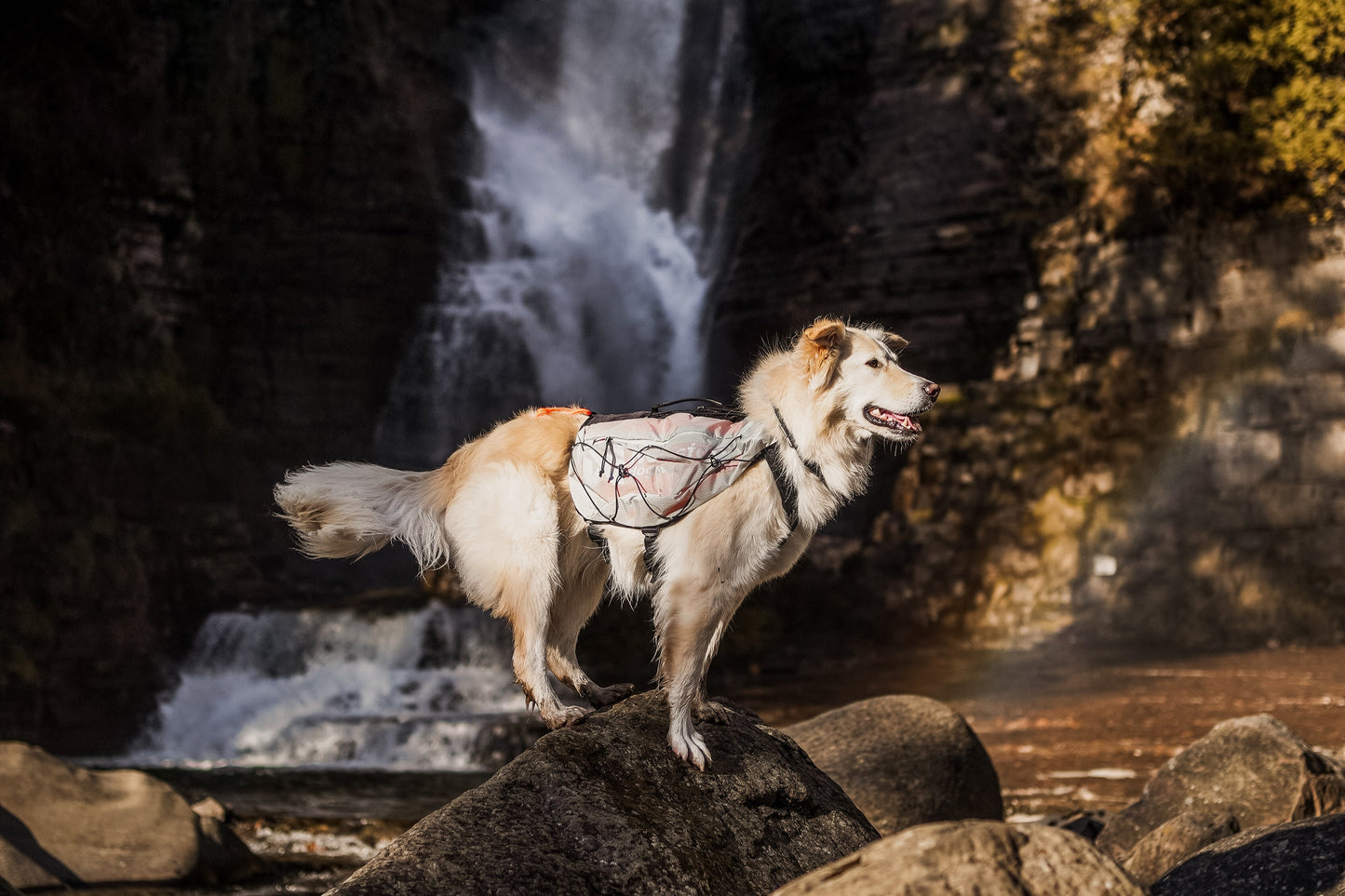 Non-stop - Trail Light Dog Backpack