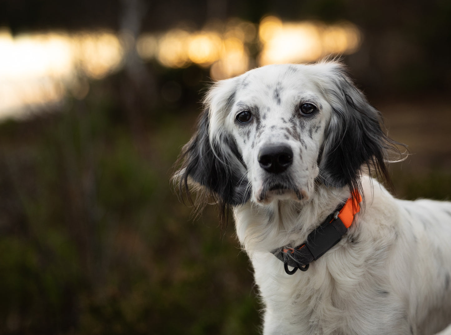 Non-stop - Protector Collar