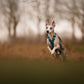 A dog wearing a Ramble Dog Harness Long and sprinting through the field.