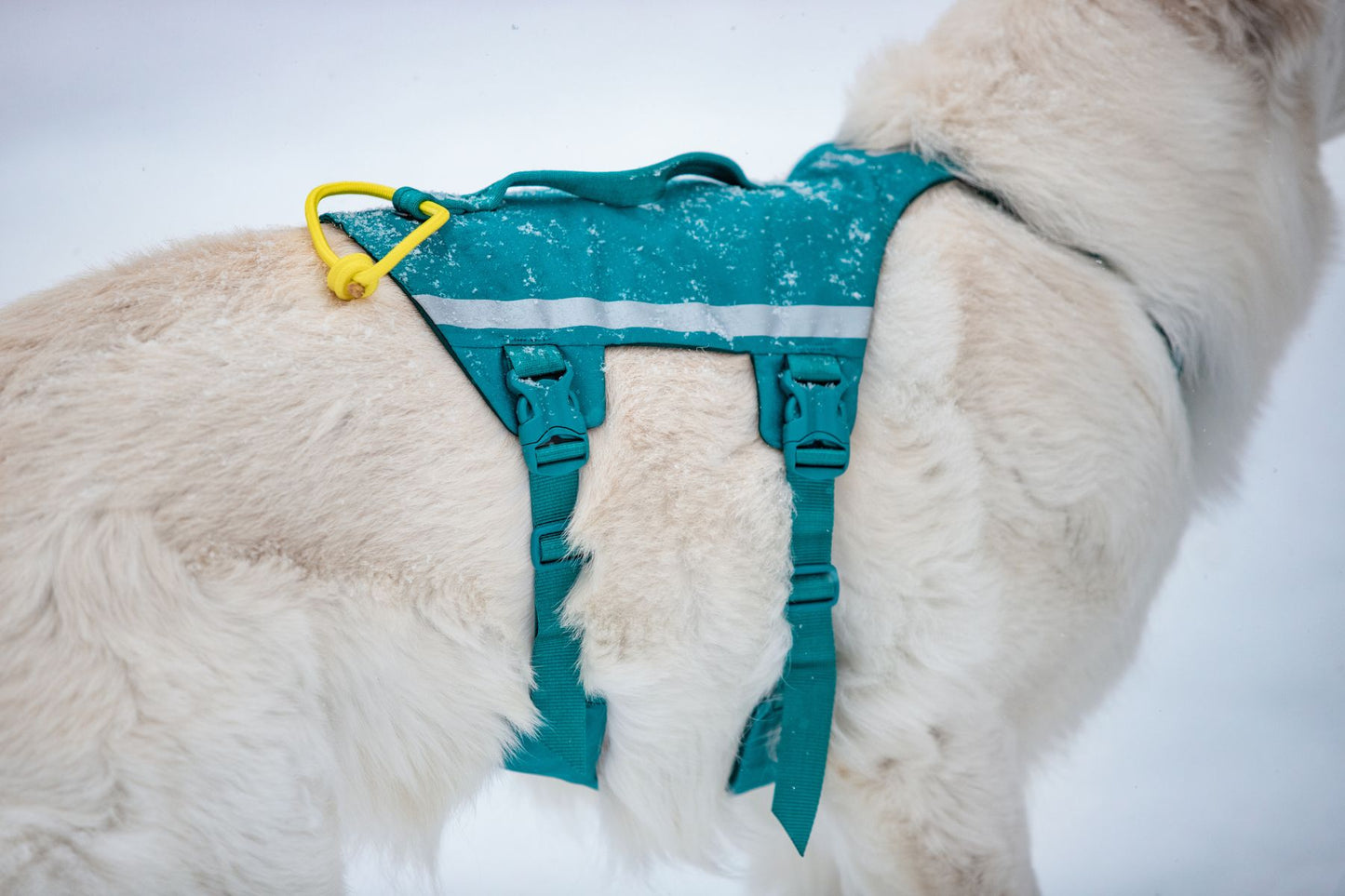 Dog wearing a teal Ramble Dog Harness Long with reflective stripes on a snowy background.