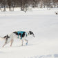 A dog wearing a Ramble Dog Harness Long, and walking on a snowy landscape with trees.
