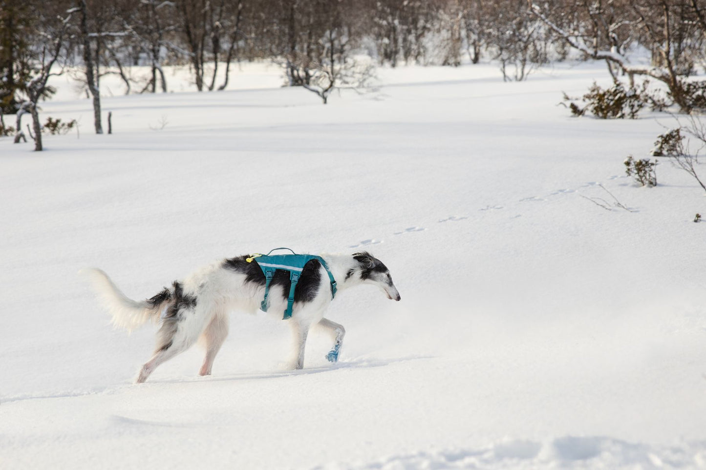A dog wearing a Ramble Dog Harness Long, and walking on a snowy landscape with trees.