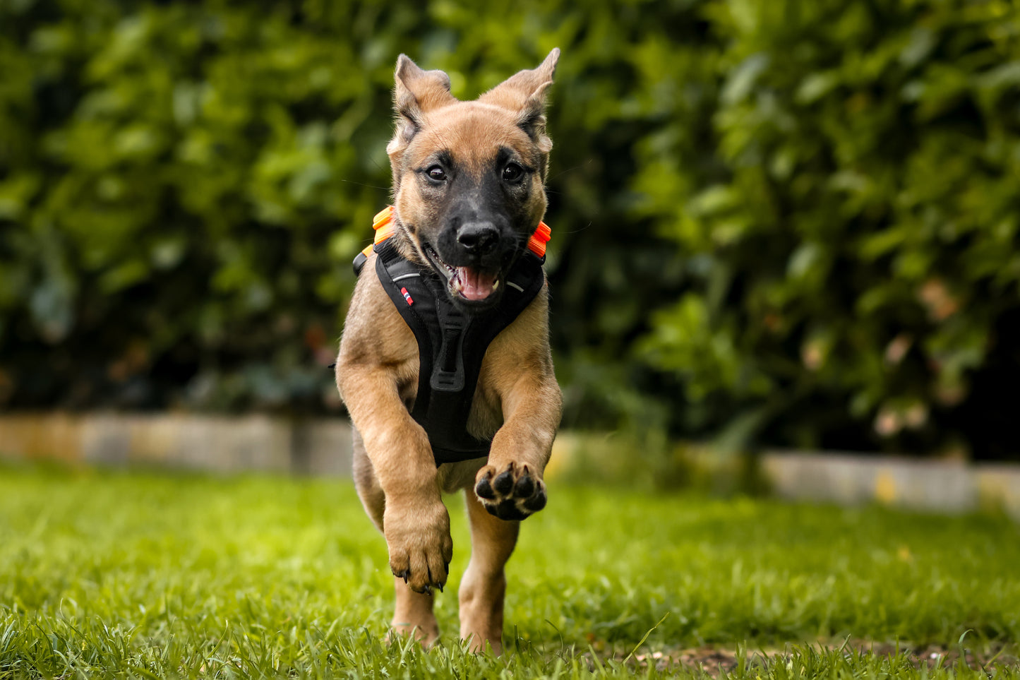 Non-stop - Ramble Harness *AMAZING PRICE*LIMITED AVAILABILITY*