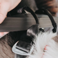 EzyDog - Drive Dog Car Harness