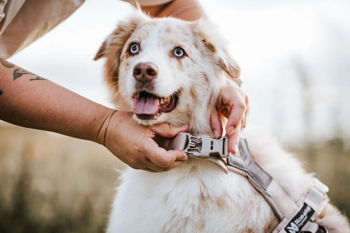 Non-Stop - Trekking line harness CLIP'N™