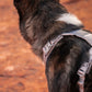 Non-Stop - Trekking line harness CLIP'N™