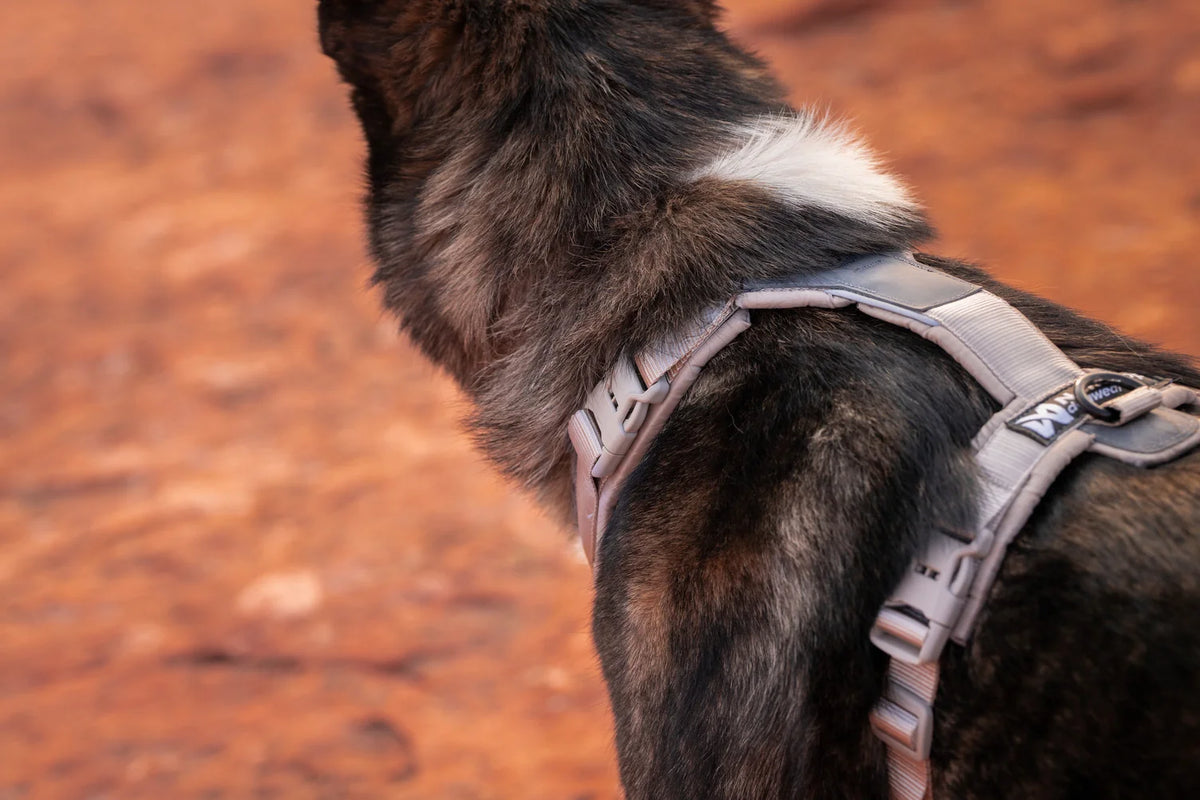 Non-Stop - Trekking line harness CLIP'N™