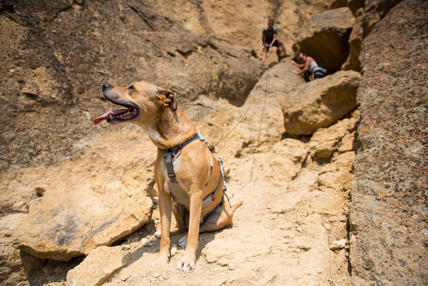 Ruffwear - Doubleback Harness