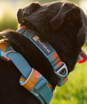 Collars