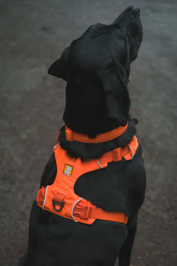 Harnesses