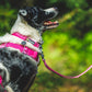 Ruffwear - Front Range Harness