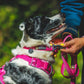 Ruffwear - Front Range Leash