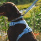 Ruffwear - Front Range Flex Harness