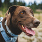 Ruffwear - Front Range Flex Collar