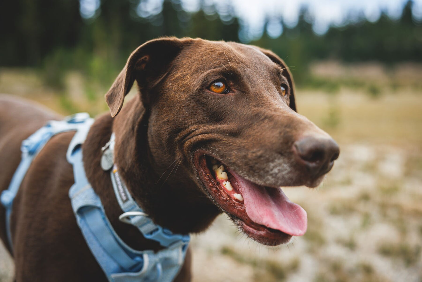 Ruffwear - Front Range Flex Collar