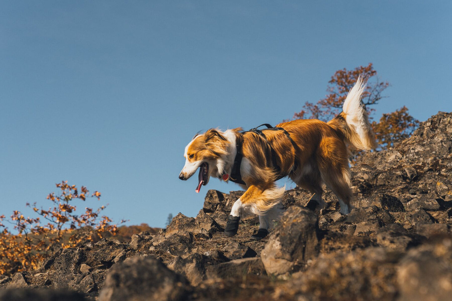 Ruffwear - Ridgeline Shoes
