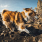 Ruffwear - Ridgeline Collar
