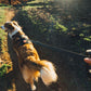 Ruffwear - Ridgeline Leash