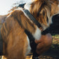 Ruffwear - Ridgeline Collar