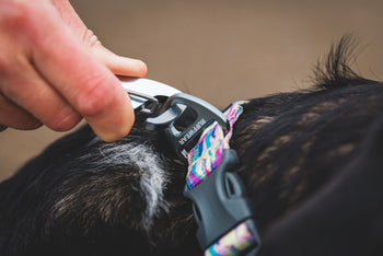 Collars