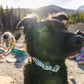 Ruffwear - Front Range Flex Collar