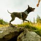 Ruffwear - Front Range Flex Collar