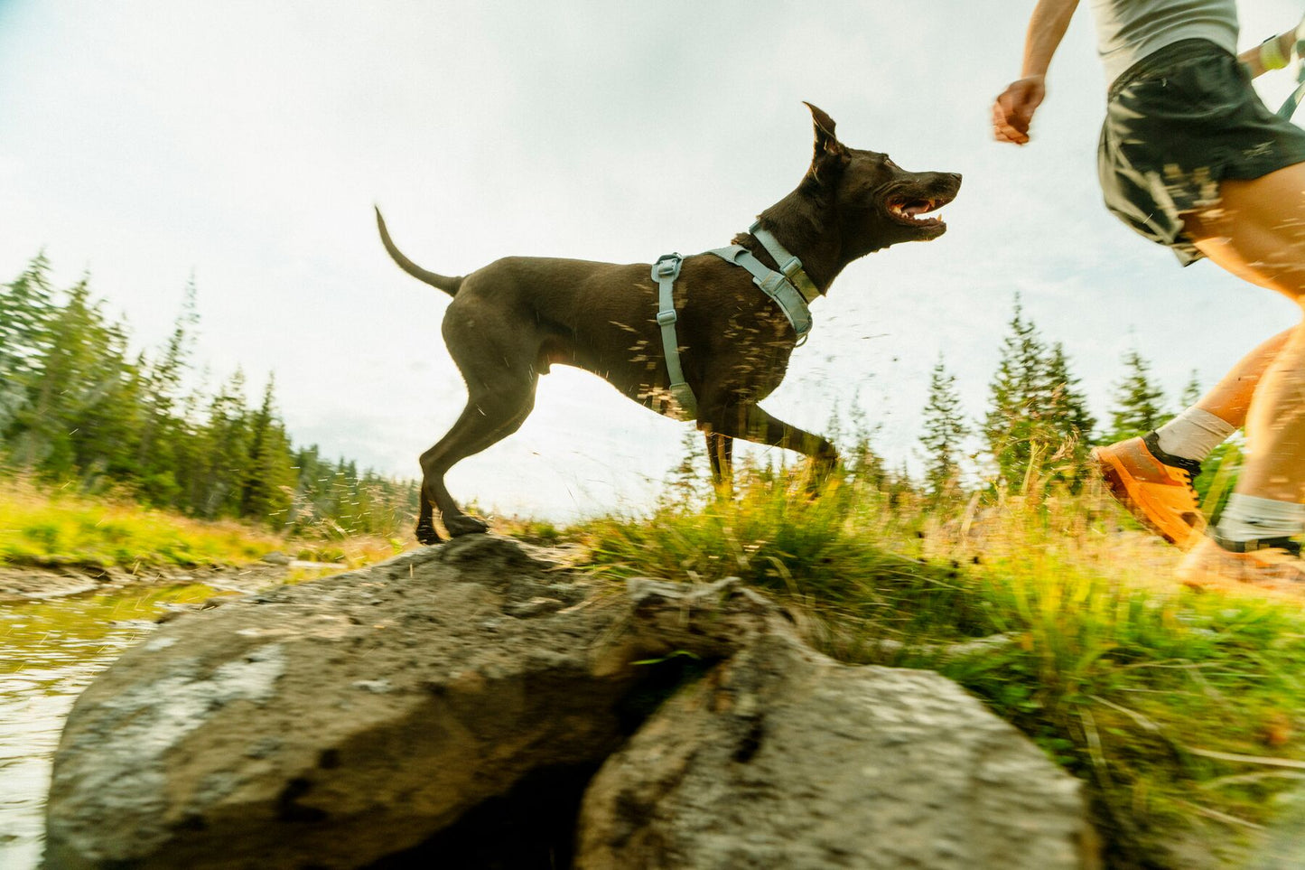 Ruffwear - Front Range Flex Collar