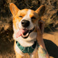Ruffwear - Front Range Flex Harness